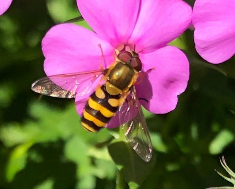 hoverfly hoverflies